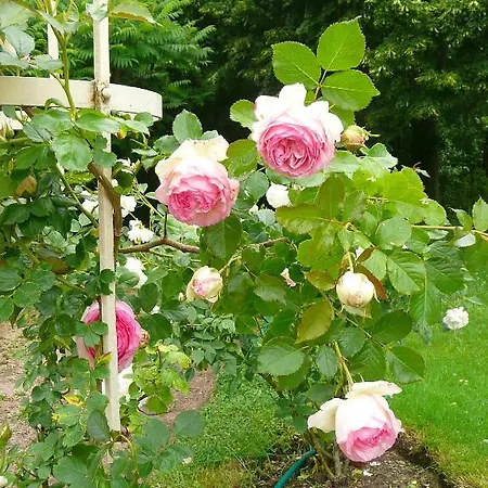 D'hôtes Au Bonheur Du Parc 3* Le Breuil (Allier)