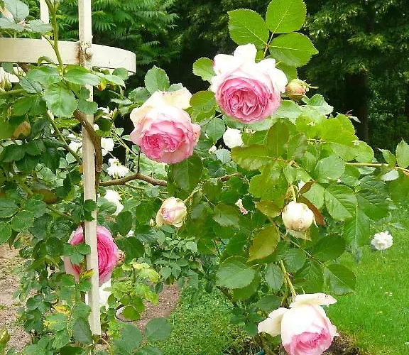 D'hotes Et Roulotte Au Bonheur Du Parc 3* Le Breuil (Allier)